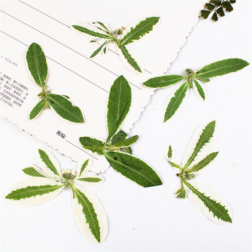 植物标本植物标本树叶