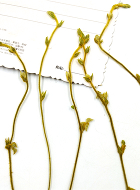 植物标本植物标本树叶