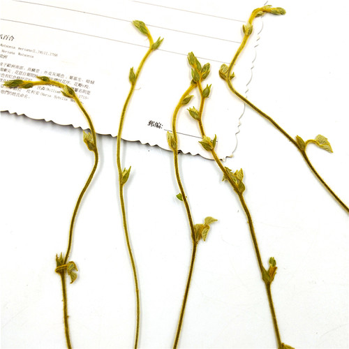 植物标本植物标本树叶