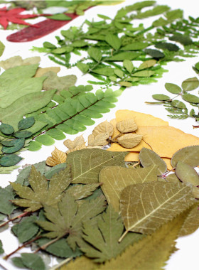 绿叶材料包组合包 真树叶标本贴花 儿童手工材料 花瓣妆 拍摄道具