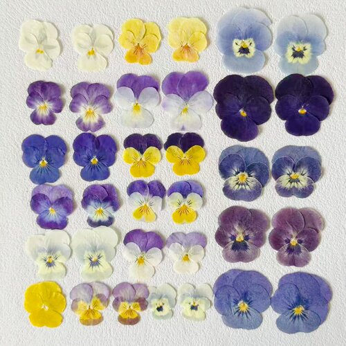 角堇 三色堇 干花压花材料包蛋糕甜品装饰滴胶手工花瓣妆节日手工