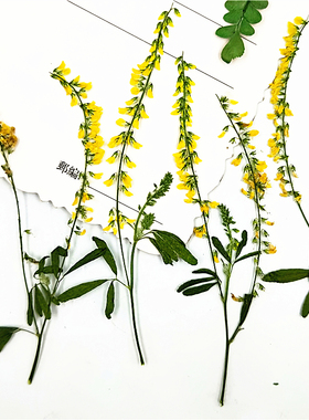 草木樨  真树叶标本 植物叶片 压花台灯 干花押花书签 绿色客厅