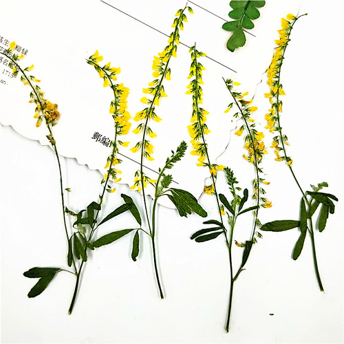 干花压花树叶标本树叶