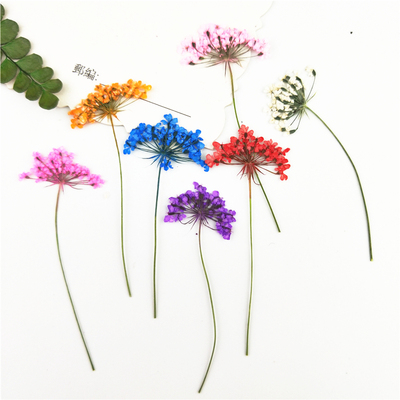 带枝侧蕾丝干花树叶植物标本