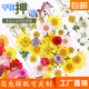 花事未了 树叶贴画真花押花儿童手工diy 压花干花材料包 植物标本
