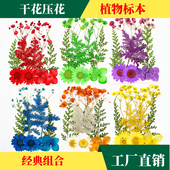 真花干树叶贴画 书签压花画材料包 花瓣妆 押花写真 干花组合包