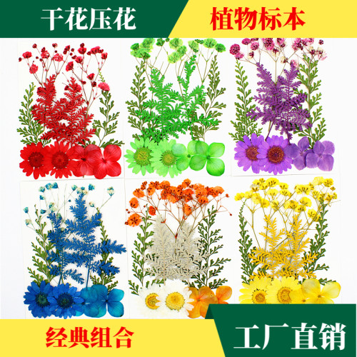 干花材料包压花植物标本