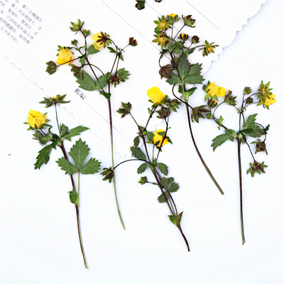 带枝山草莓花 莓叶委陵菜 真花押花花瓣妆脸部贴花手工植物标本