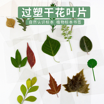 树叶书签塑封干花植物标本