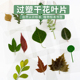 树叶书签塑封干花书签过塑植物标本书签银杏叶书签叶子书签无标签