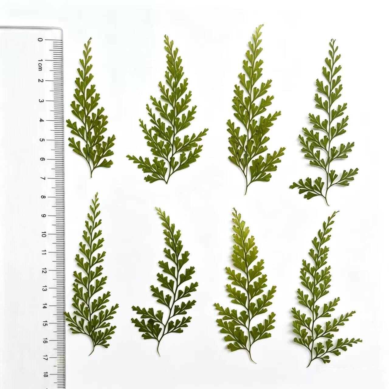 绿乌蕨押花压花真花真树叶贴画材料干花手机壳香薰蜡片植物标本
