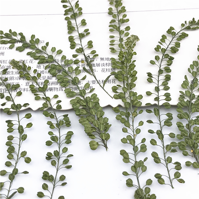 植物标本植物标本树叶