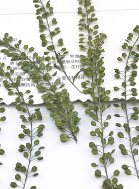 独行菜 干花压花押花台灯儿童书签材料滴胶手机壳植物标本花瓣妆
