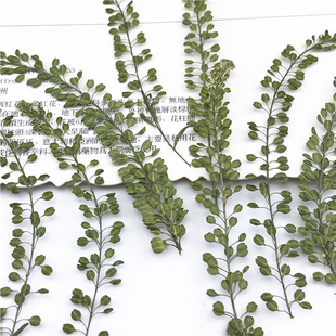 独行菜 干花压花押花台灯儿童书签材料滴胶手机壳植物标本花瓣妆