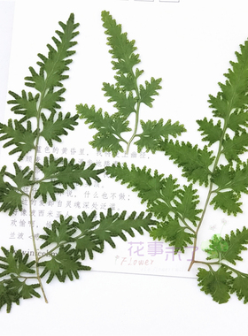 天然树叶植物标本树叶