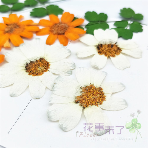 天然干花植物标本干花