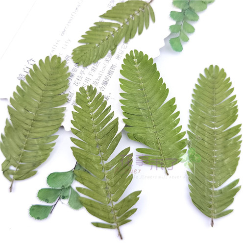 植物标本植物标本树叶
