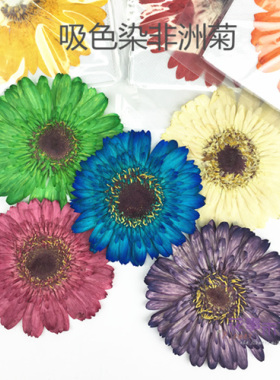 非洲菊押花压花干花滴胶干花手机壳diy材料植物标本花事未了单朵