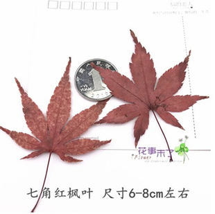植物教学标本 滴胶手机壳材料 花事未了 天然干花真花 红枫叶叶片