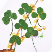 12片装 染绿色三叶草 香薰腊片蜡烛 押花压花干花 滴胶干花手机壳