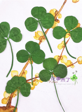 染绿色三叶草 滴胶干花手机壳 押花压花干花 香薰腊片蜡烛 12片装