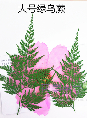 植物干花植物干花树叶