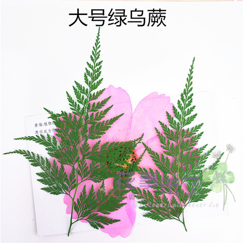 植物干花植物干花树叶