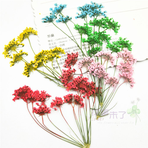 植物标本植物标本树叶