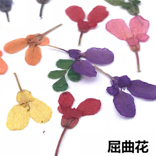 植物标本干花压花压花