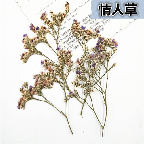 情人草補血枝干花押儿童书签