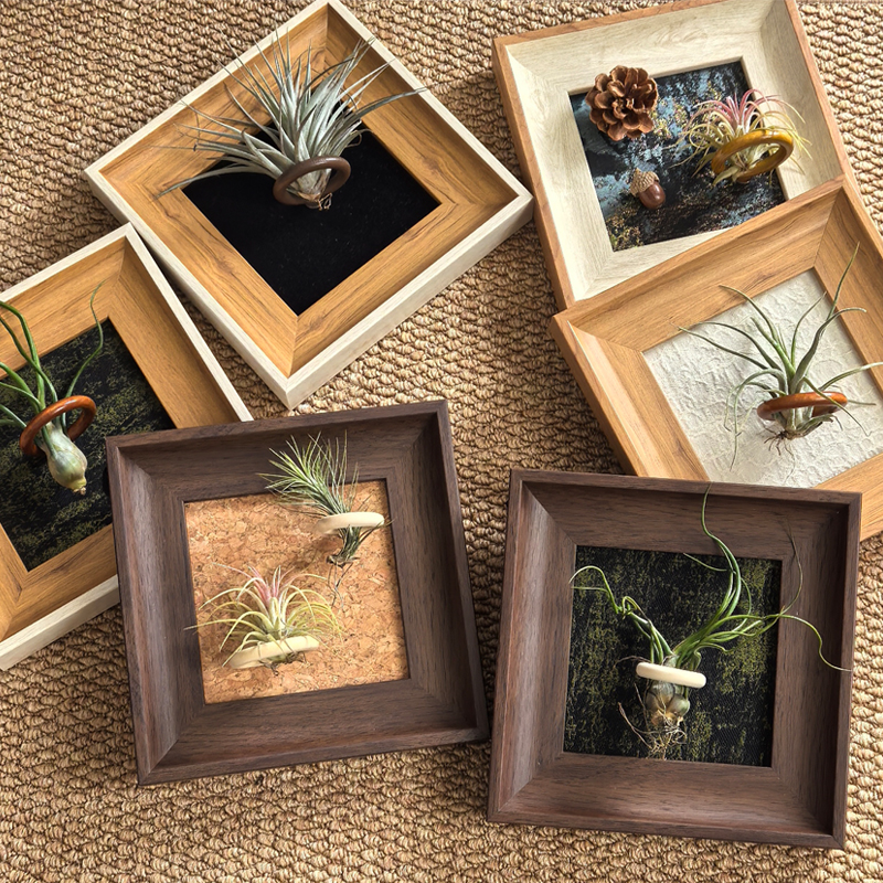 空气凤梨绿植磁吸画框摆件伴手礼