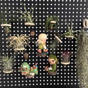 空气凤梨无土花草精灵植物室内盆栽懒人植物净化空气吸甲醛绿植