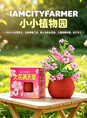 小小植物园大花满天星种植盆栽
