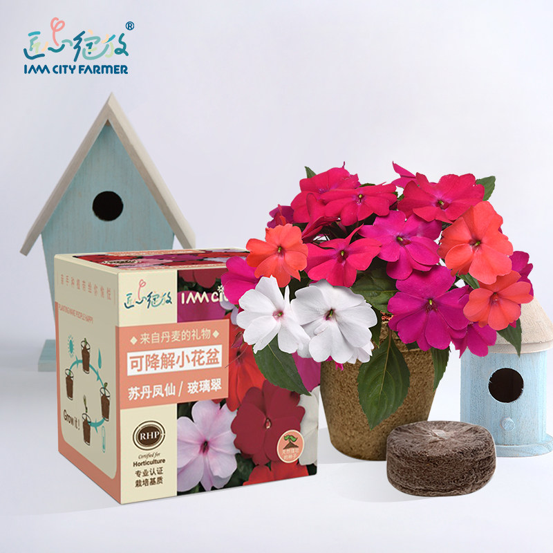 有机联盟 苏丹凤仙花环保可降解花盆阳台四季播创意diy儿童小盆栽