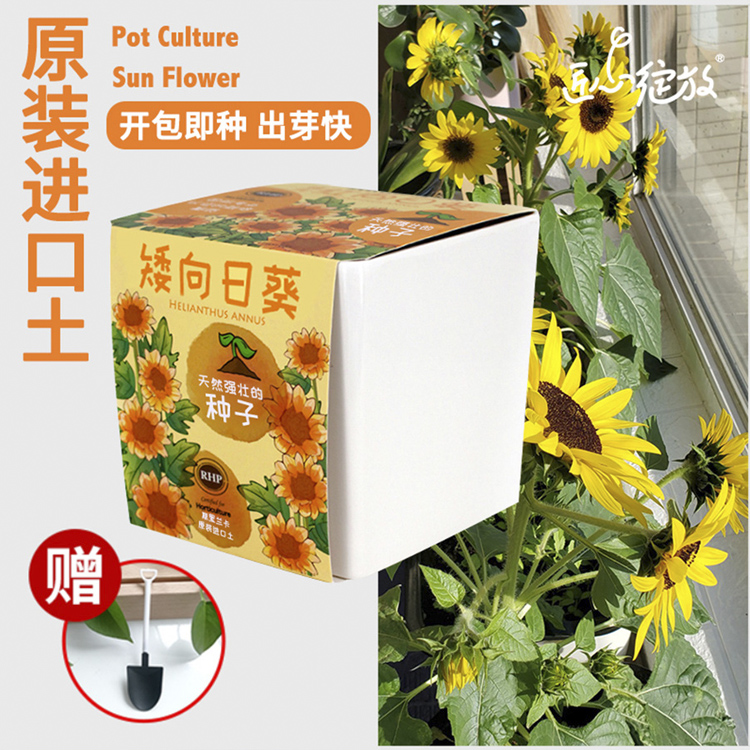 IAM园艺 盆栽向日葵种子花卉种花自种小盆栽儿童种植阳台植物绿植 鲜花速递/花卉仿真/绿植园艺 时令草本花卉 原图主图