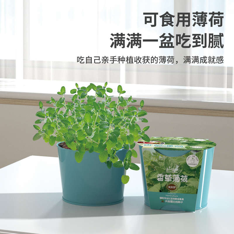 IAM园艺 室内花卉绿植盆栽儿童种植可食用薄荷植物种子办公室驱蚊