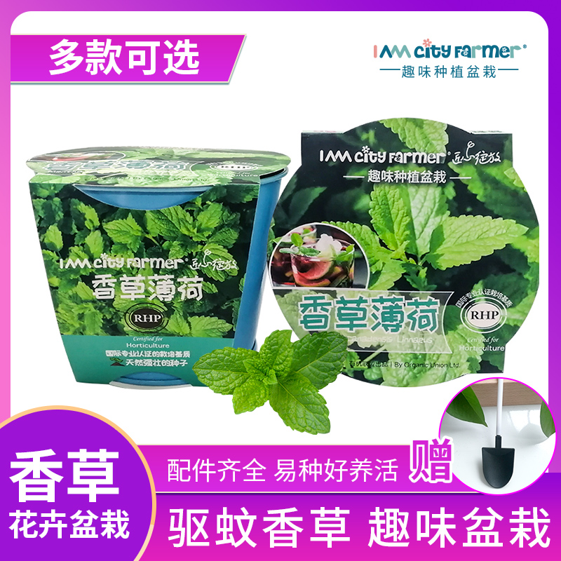 IAM园艺薄荷盆栽食用驱蚊植物儿童种花阳台室内好养种植小盆栽