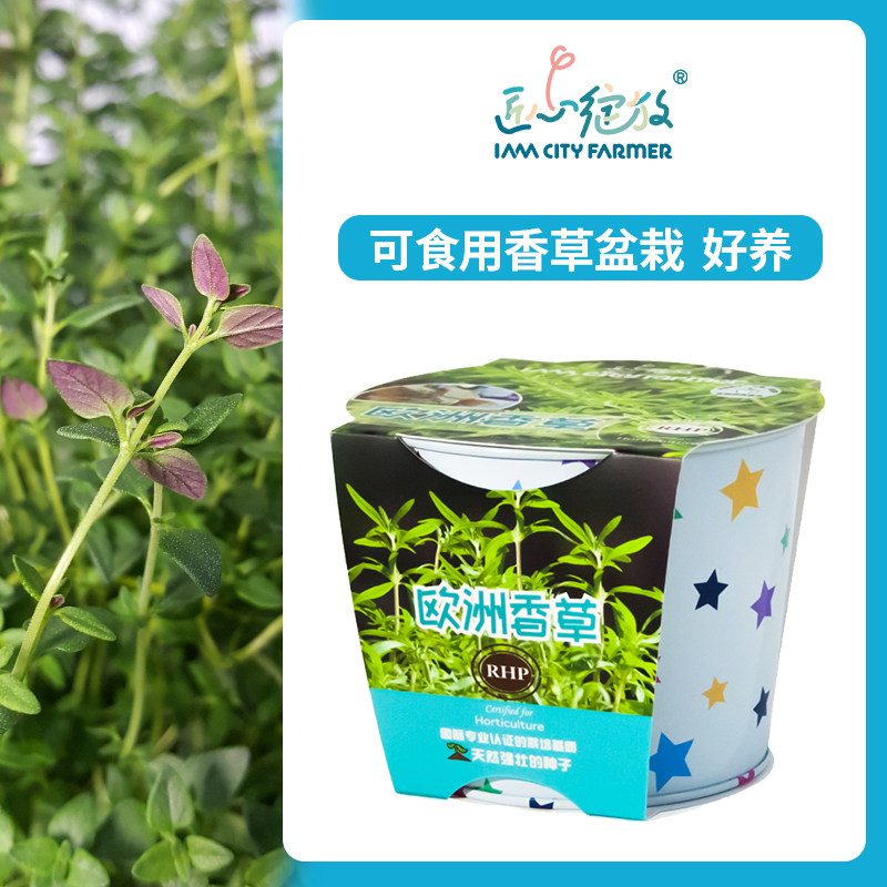 iam园艺 欧洲香草迷你室内可食用香草净化空气家庭绿植儿童小盆栽