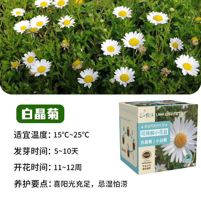 iam园艺 白晶菊可降解儿童种植盆栽小雏菊小白菊种花带花盆