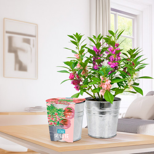 IAM园艺儿童种植凤仙花盆栽