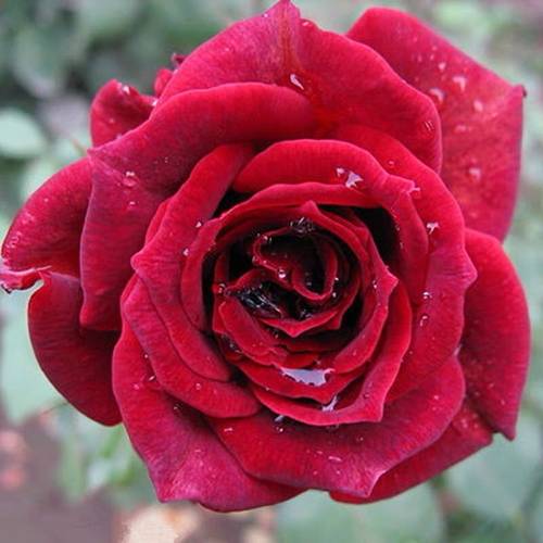 大花扇多少钱 大花扇价格 小麦优选