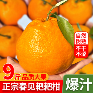 正宗四川春见耙耙柑粑粑柑橘子水果新鲜当季整箱9斤丑柑桔子