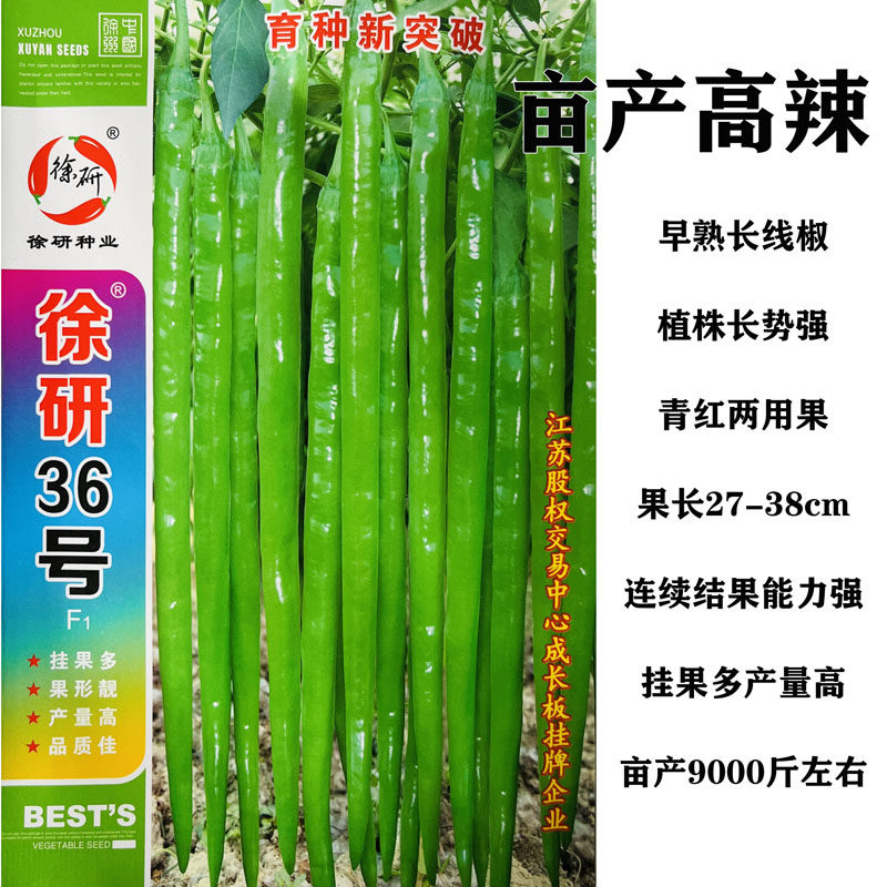 超长香辣线椒种子种苗春秋季高产种苗/半成品盆栽