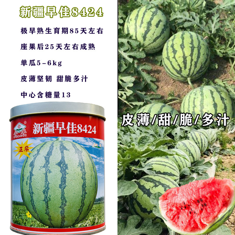 新疆早佳8424西瓜种子早熟种家庭园艺种子