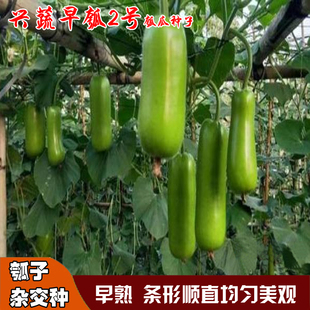 短瓠子种子蒲瓜种籽老品种瓠子瓜种孑扁蒲葫芦付瓜籽搭架蒲仔种
