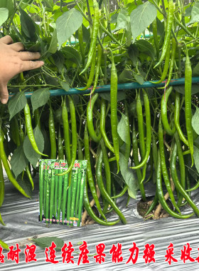 东方长线线椒种子夏季结果多二荆条辣椒种籽青红椒春夏播蔬菜种孑