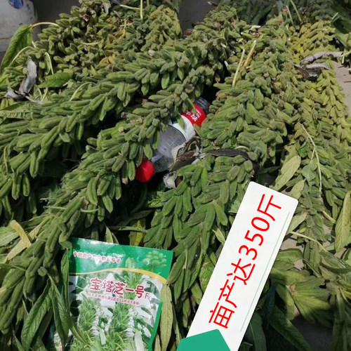 矮脚油芝麻种子中早熟非转基因芝麻种高产白芝麻种子高油榨油芝麻