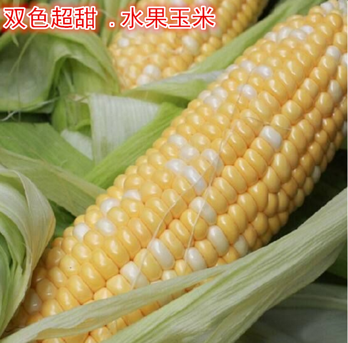 春播香甜水果玉米种子四季种白糯玉米黄糯玉米杂交早熟甜糯玉米