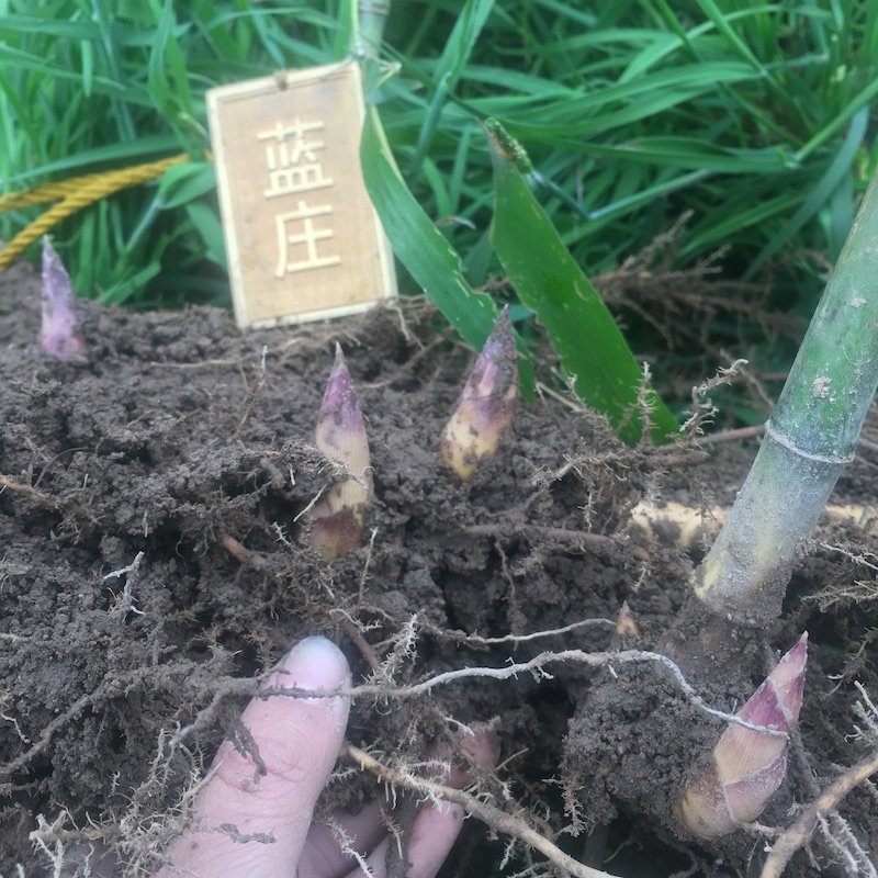 顺丰雷笋竹苗种植斑竹桂竹红竹哺鸡竹毛竹楠竹高节竹粉绿竹青皮竹