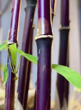 紫寒竹50种高端名贵稀有观赏四季常青竹类庭院别墅家养小矮竹子苗